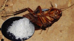 Ants or Cockroaches Crawling Around Your Home – Here’s How To Get Rid of Them, Naturally