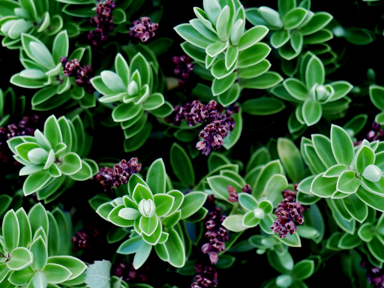 succulent purple flower