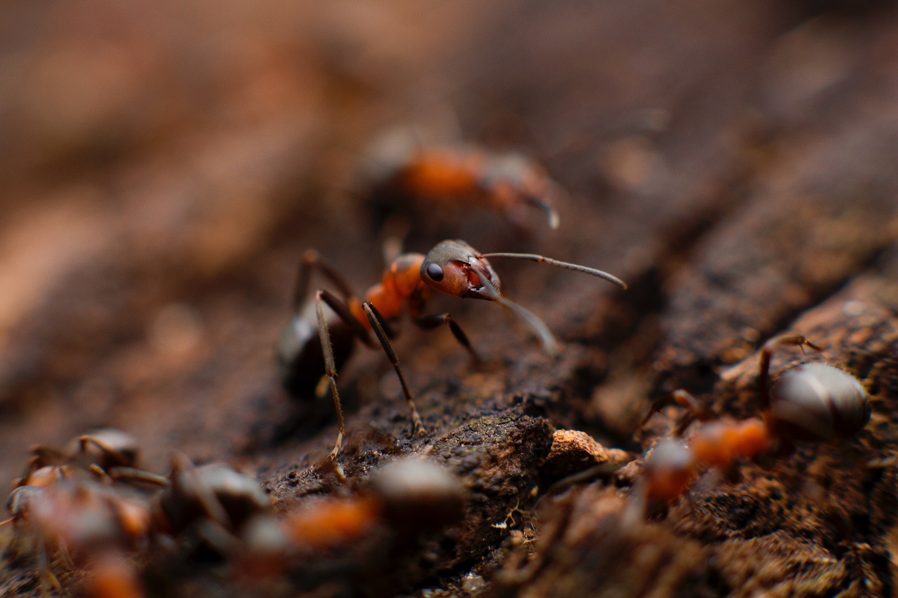 red ants