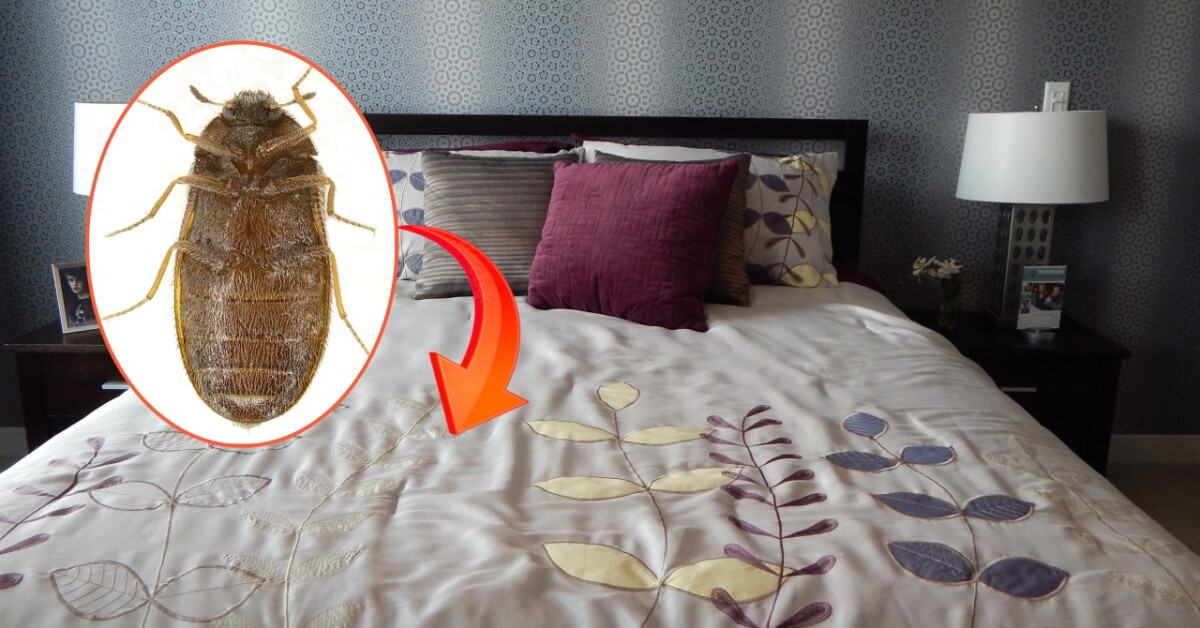 Getting BED BUGS Out of Your Home for Good Using Natural Remedies