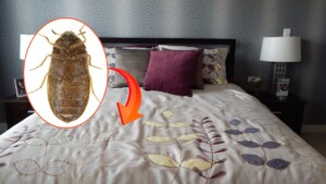 Getting BED BUGS Out of Your Home for Good Using Natural Remedies