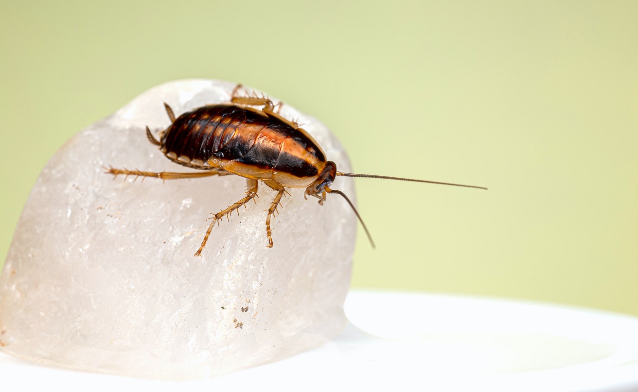 cockroach on ice