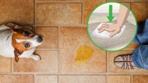 3 Mistakes to Avoid When Your Dog Pees on the Floor