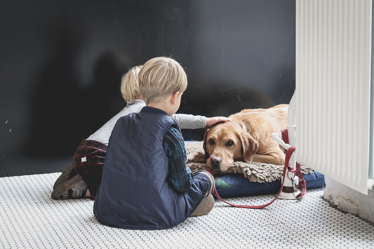 petting dog kids and dog