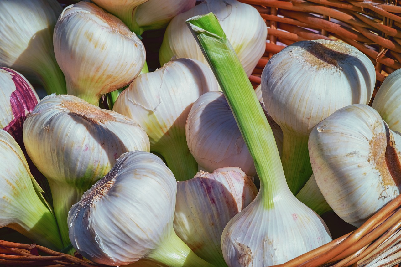 new garlic