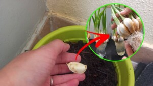 Have access to an infinite supply of garlic right outside on your balcony: the SECRET to growing garlic at home