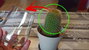 Using the GLASS METHOD to Grow Your Own Succulents – A Great Idea for Amateurs