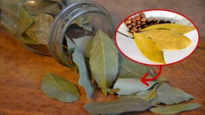 5 Interesting Uses of Bay Leaves for Your Home