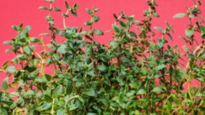 Growing lemon thyme in your home: why this is a great idea