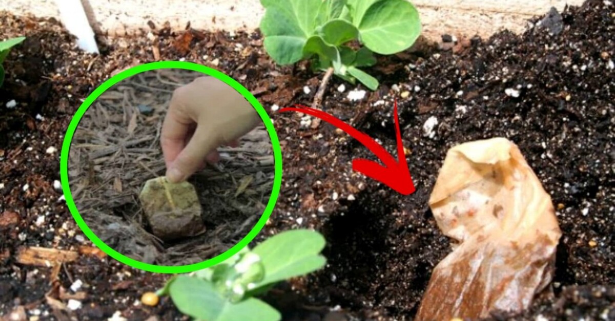 This is TRICK gardeners use the most why you should put tea bags in