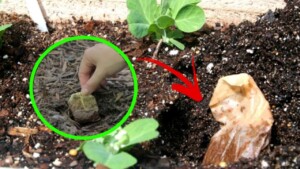 This is TRICK gardeners use the most: why you should put tea bags in the garden