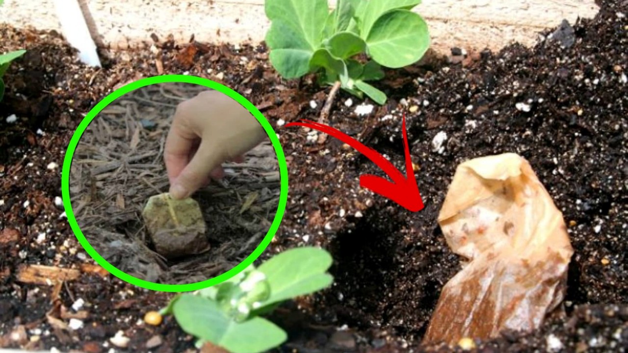 tea bags in the garden