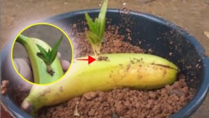 Putting aloe vera in a banana? The reason may surprise you