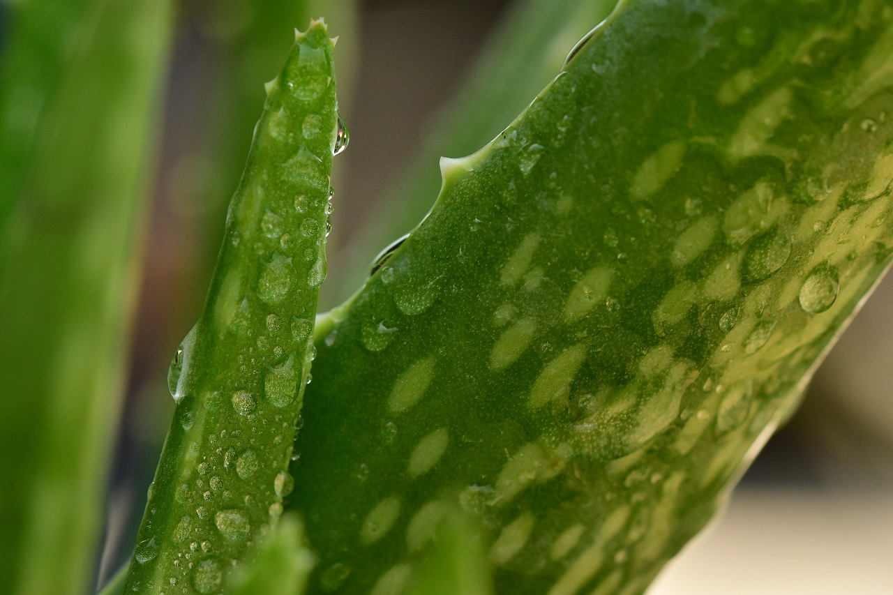 aloe vera aloe vera