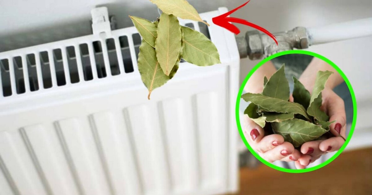 You could be saving money during the winter by putting bay leaves on