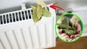You could be saving money during the winter by putting bay leaves on the radiator