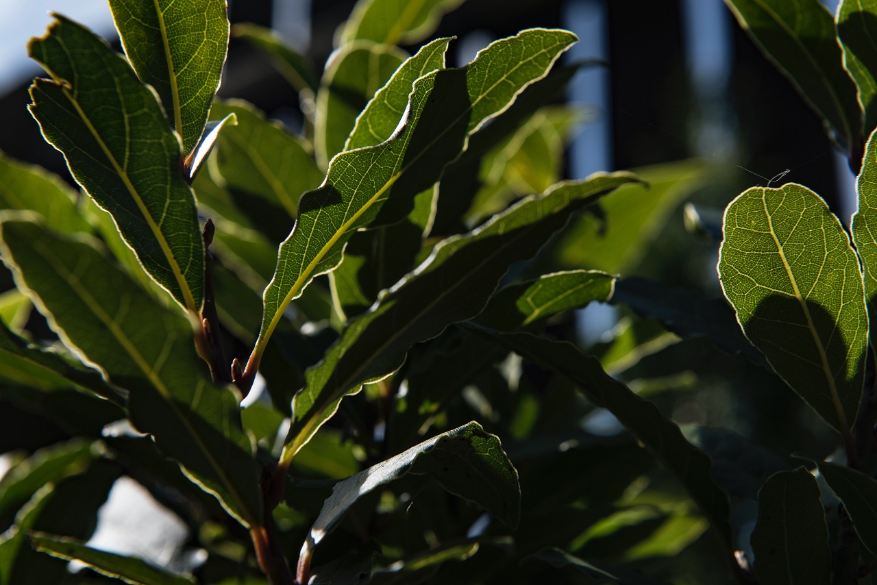 bay leaves bay leaves