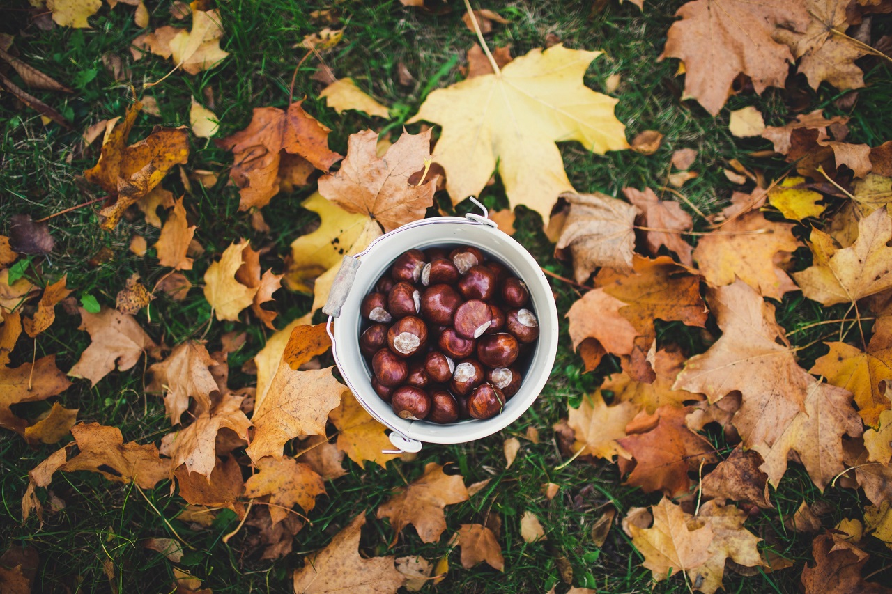chestnuts in bucket chestnuts and white bucket