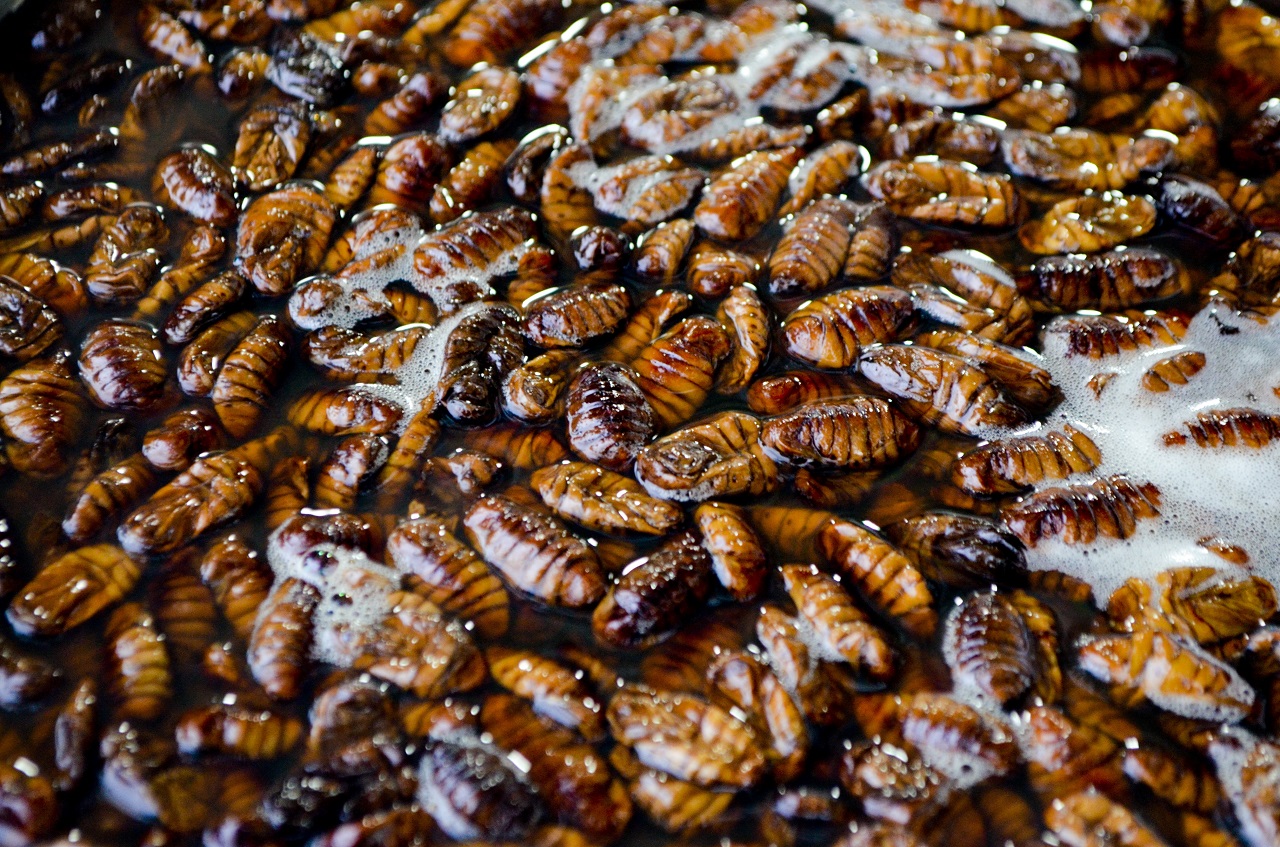 cockroaches in water