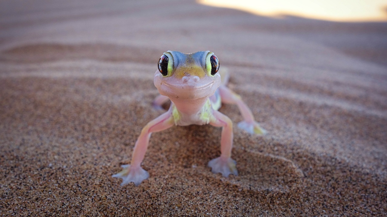 gecko gecko