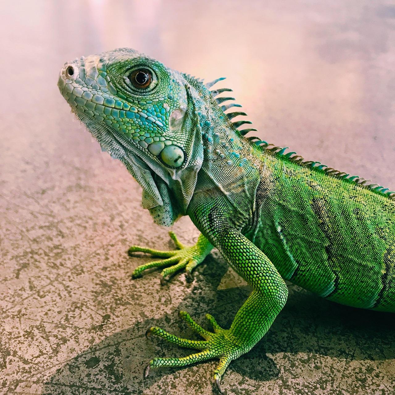 green iguana