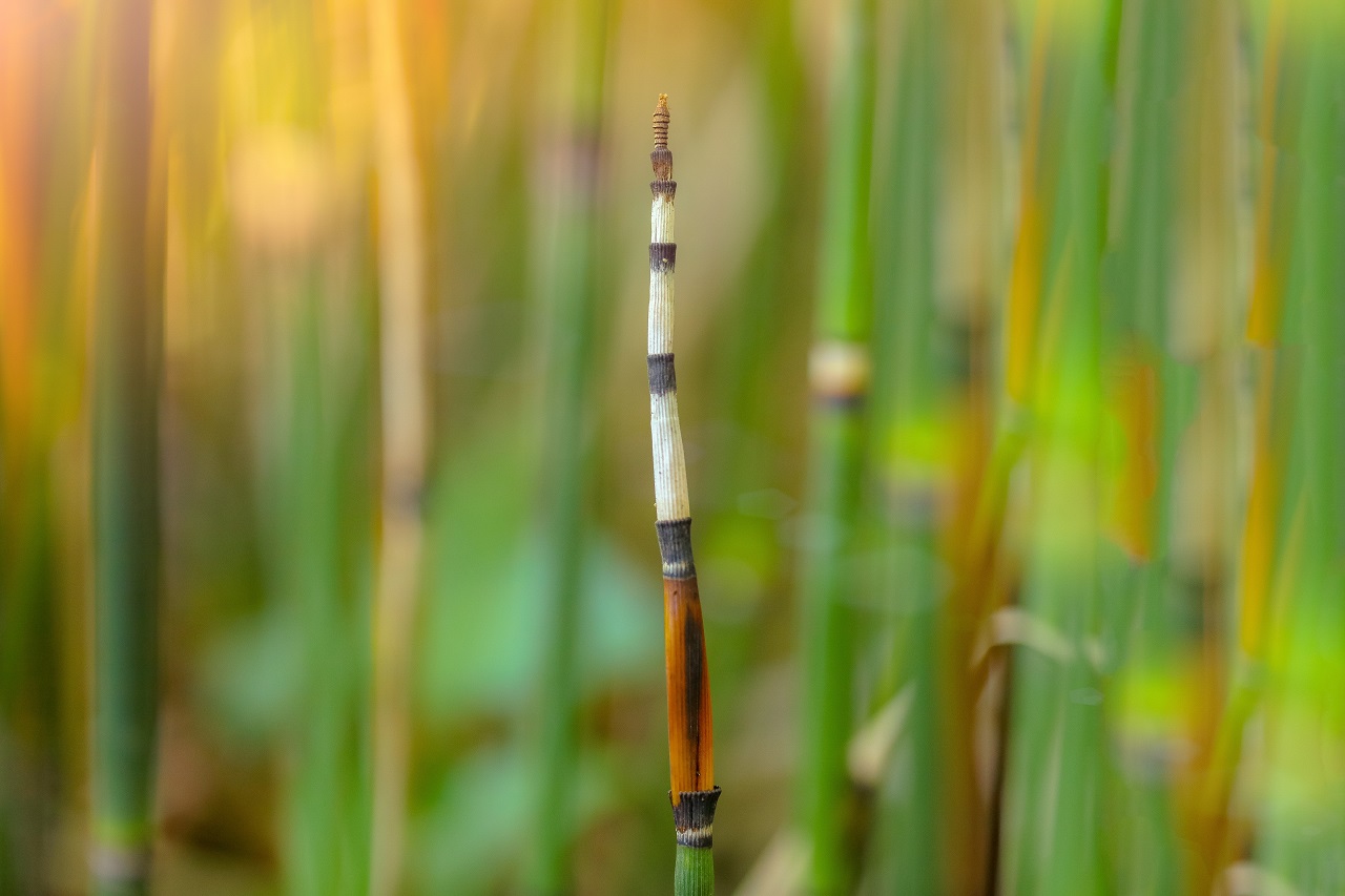 equisetum horsetail
