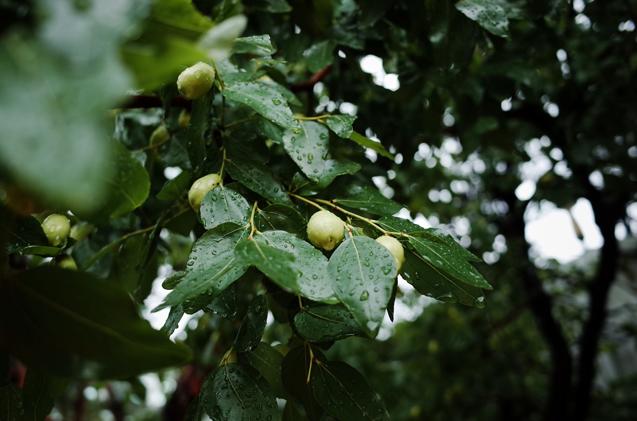 jujubes and leaves