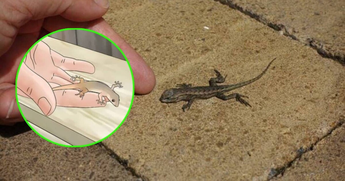 How to keep lizards off from four balcony here’s an ecofriendly solution