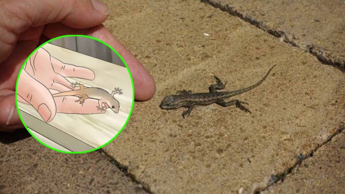 How to keep lizards off from four balcony here’s an ecofriendly solution