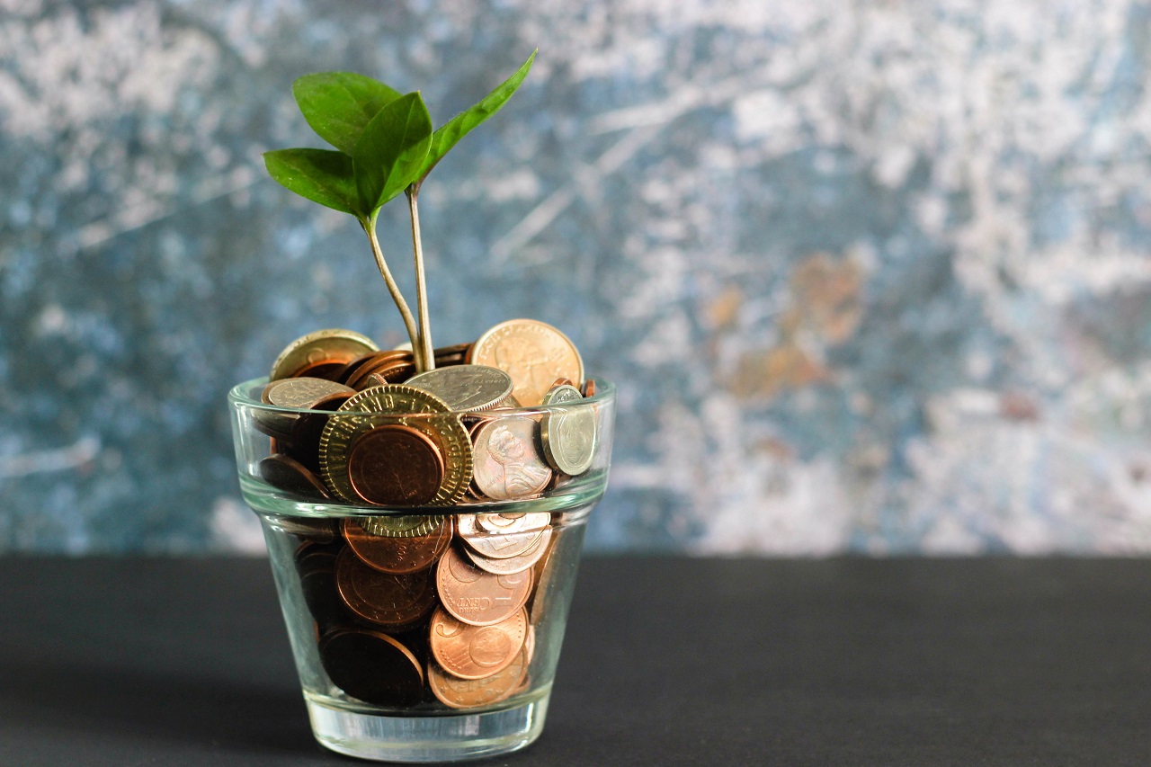 money plant money plant
