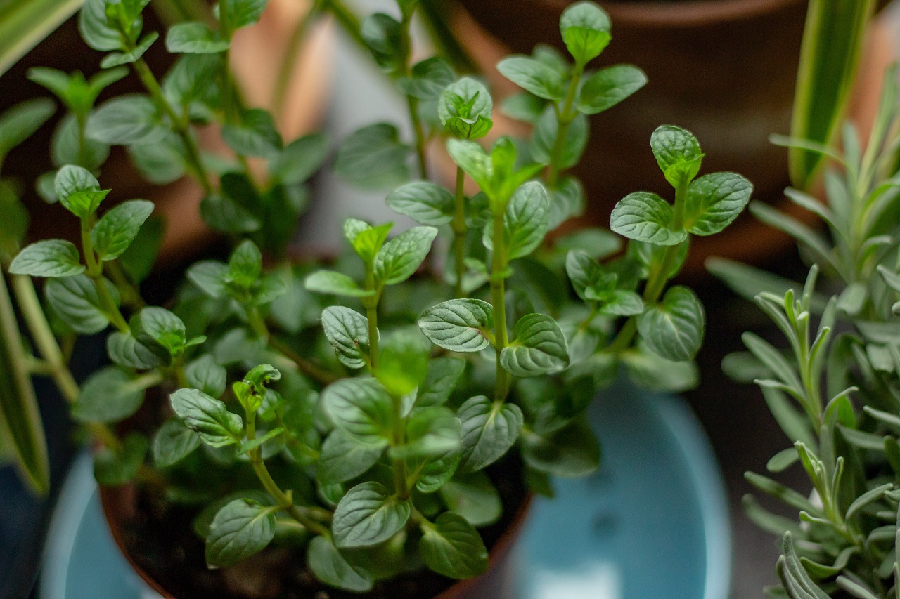 peppermint plant peppermint leaves