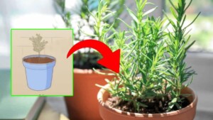 Here is how to grow and maintain a rosemary plant in your home by following just a few steps
