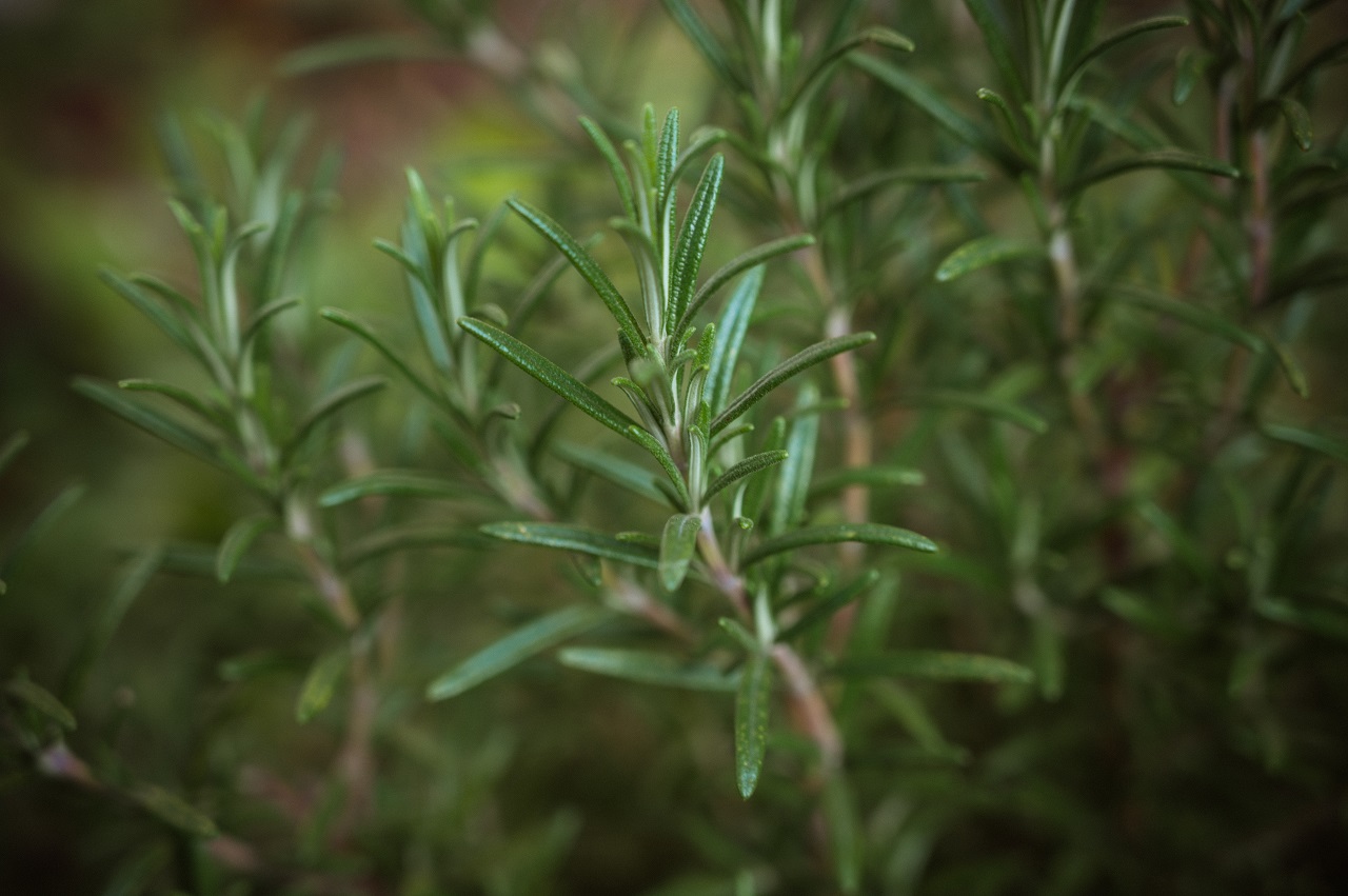 rosemary plant rosemary stems