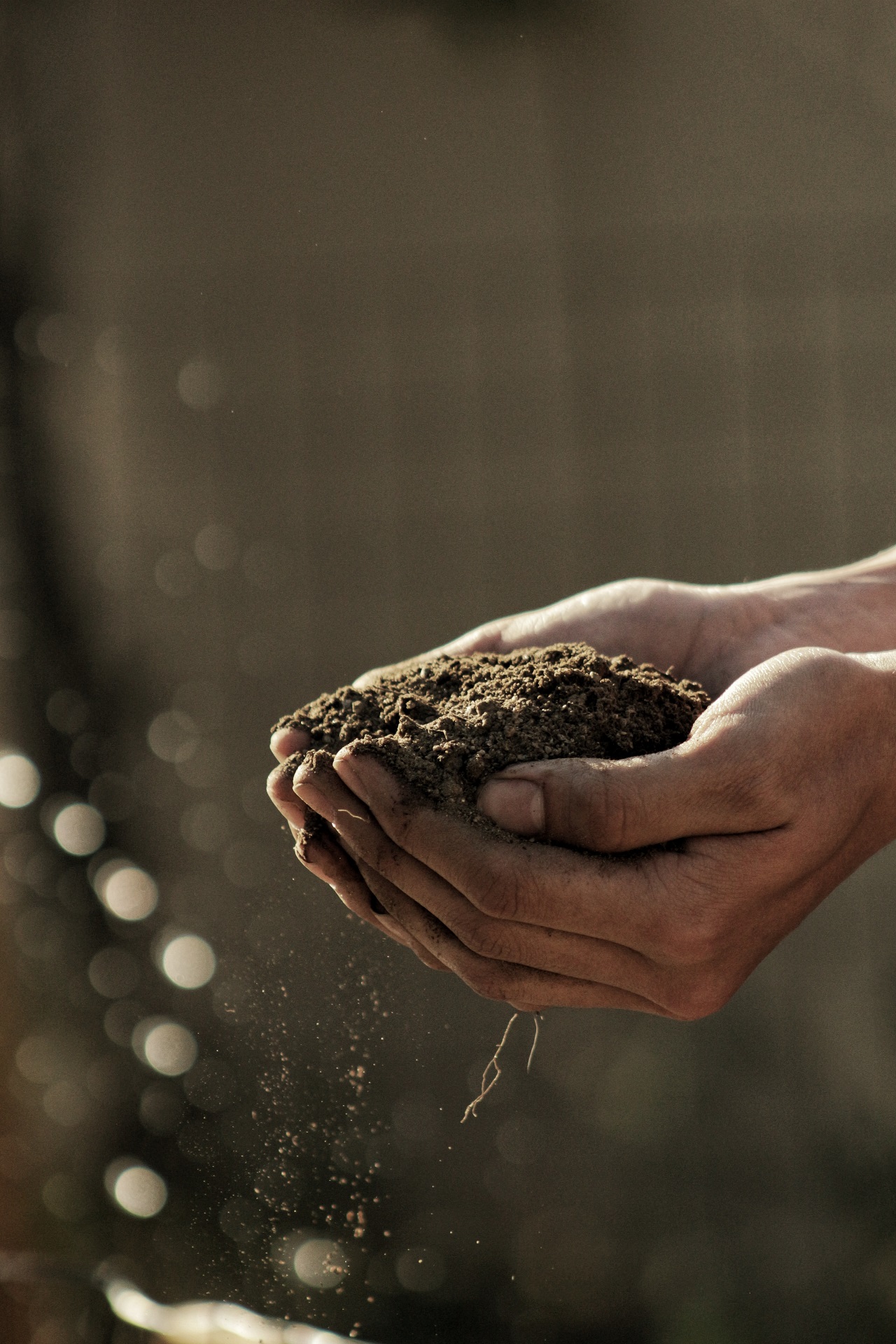 soil handful of soil