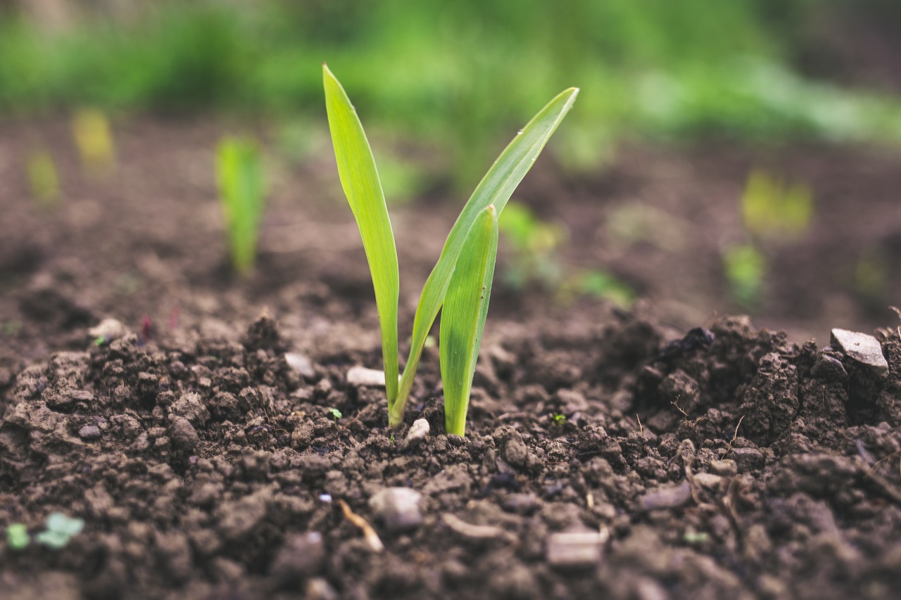 soil soil and plant