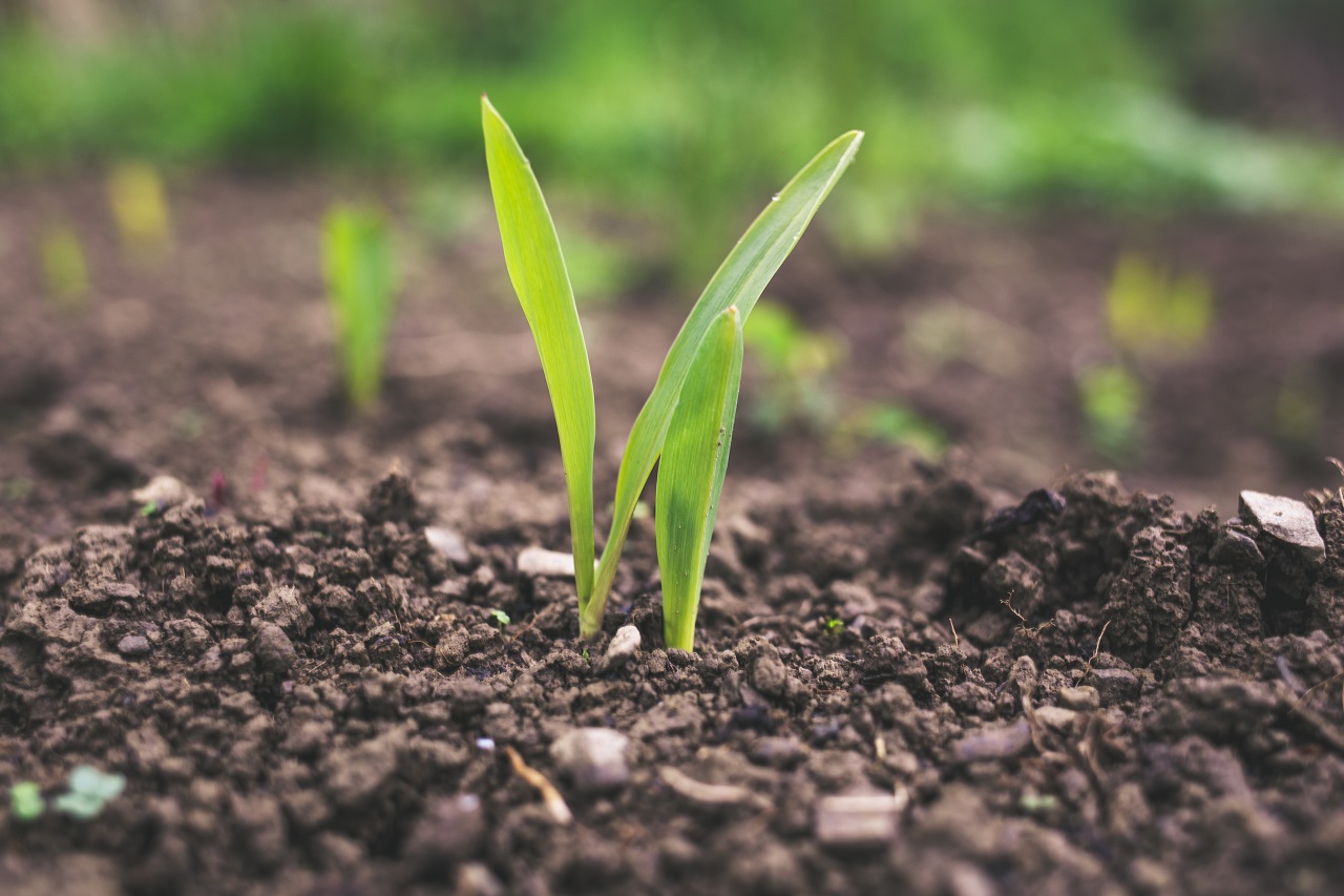 soil and plant