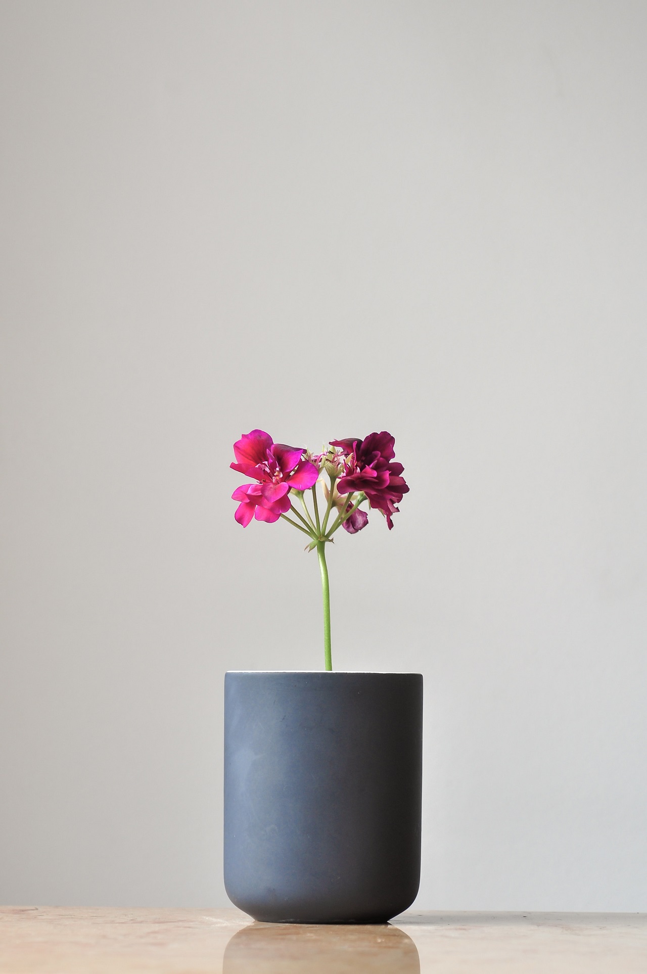 vase with plant