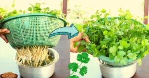 Grow cilantro in your home without using soil