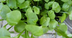 Purslane leaves and the benefits they have for the body