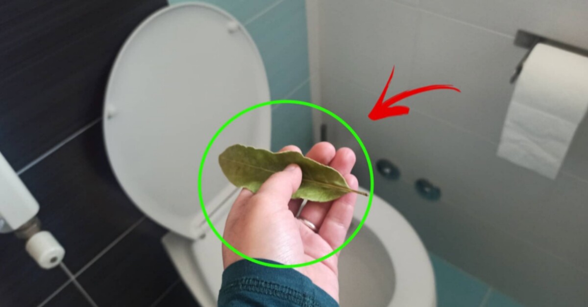 How a bay leaf can get rid of bad smells in the bathroom