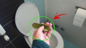 How a bay leaf can get rid of bad smells in the bathroom