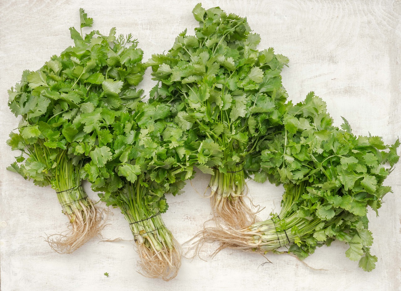 cilantro leaves cilantro leaves
