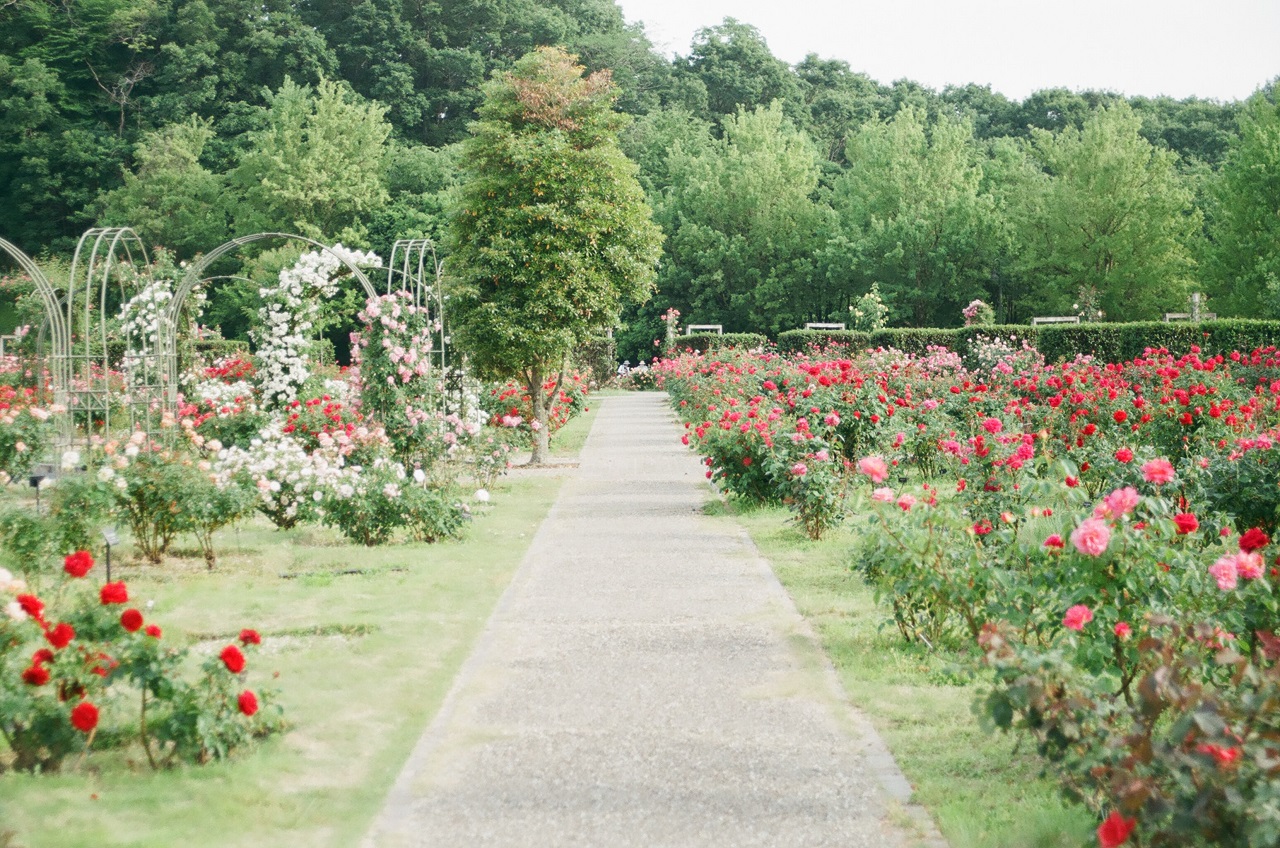 flower garden