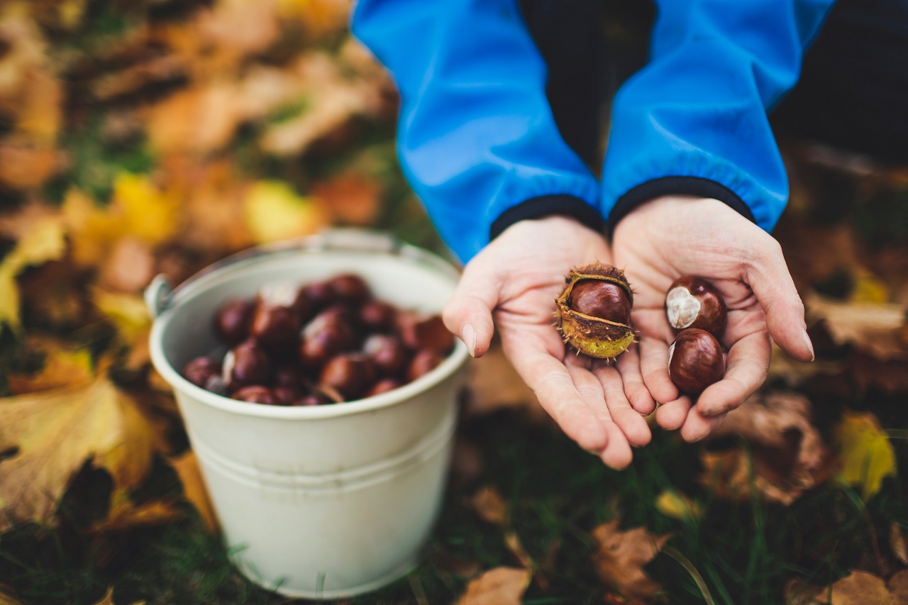 handful of chestnuts bucket of chestnuts