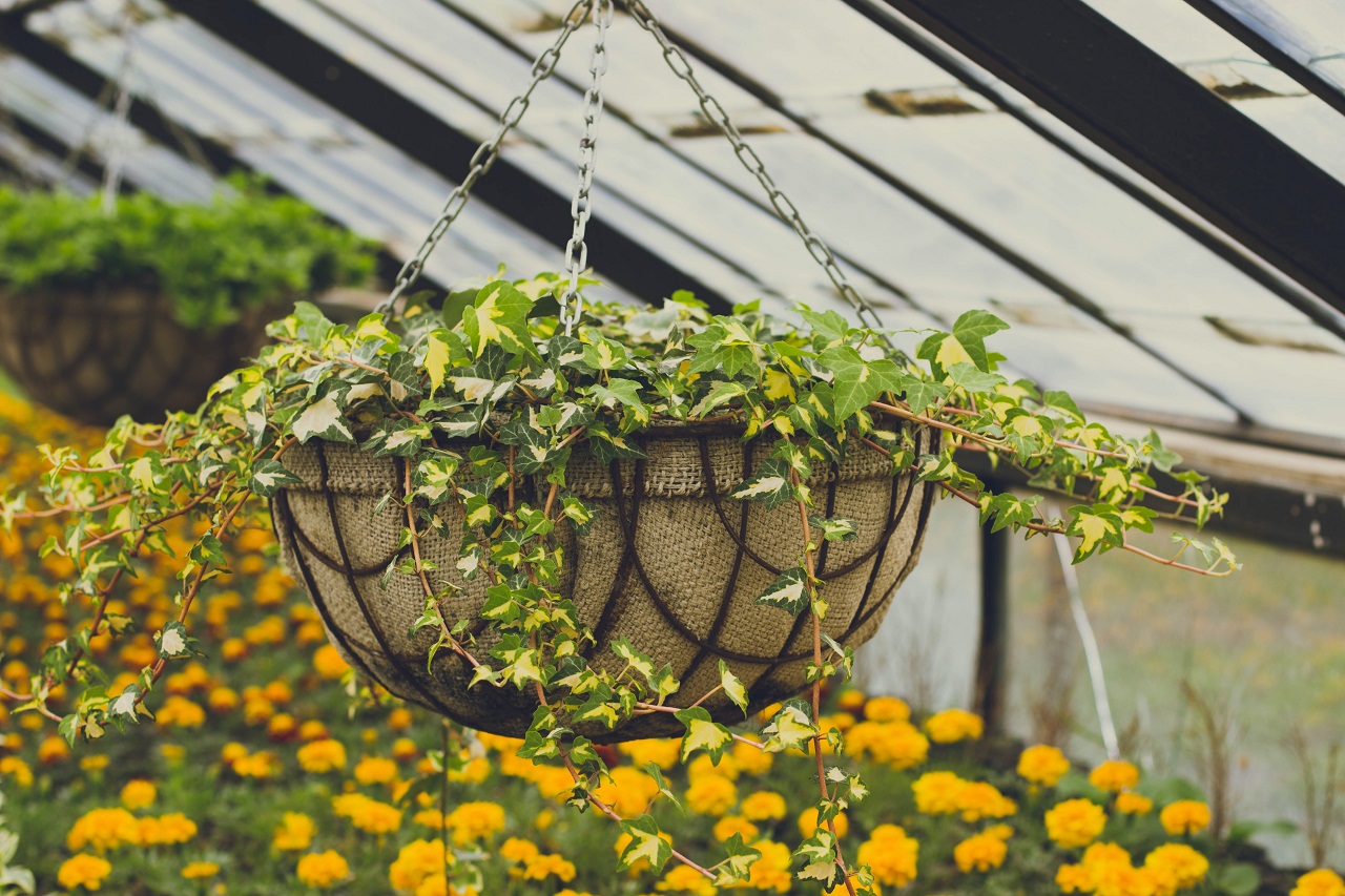 hanging plants hanging plants
