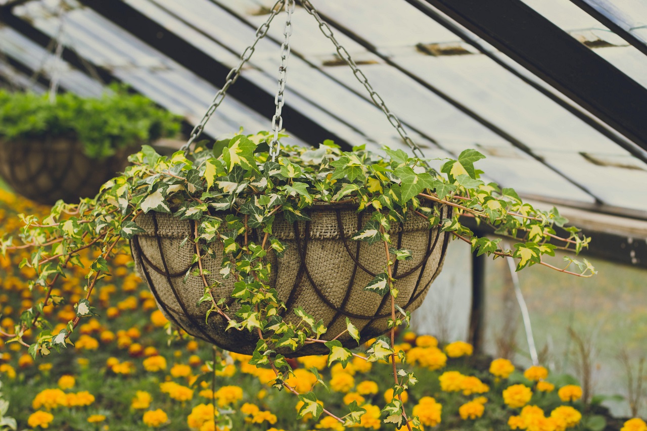 hanging plants