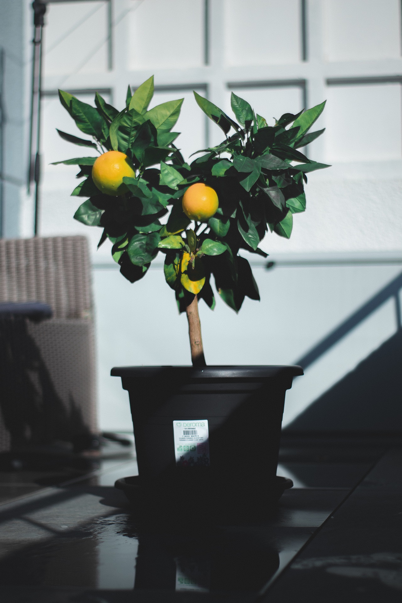 lemon tree