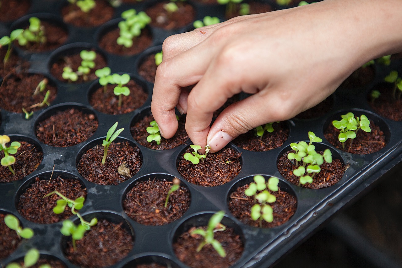 little plants