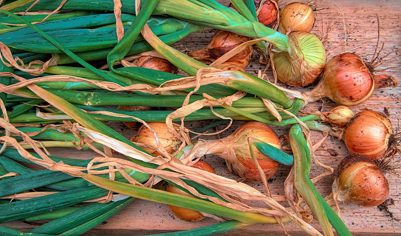 onions with roots