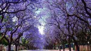 The paulownia tree, helps to purify the air and reduce smog